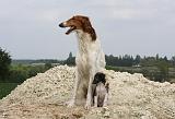 BARZOI 051